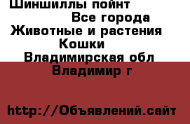 Шиншиллы пойнт ns1133,ny1133. - Все города Животные и растения » Кошки   . Владимирская обл.,Владимир г.